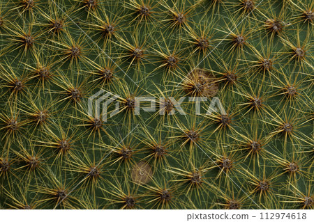 Cactus texture, cactus needles close-up, needles, green texture succulent 112974618