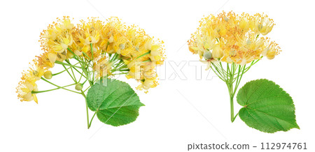 Linden flowers with leaf isolated on white background. 112974761