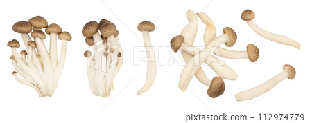 Brown beech mushrooms or Shimeji mushroom isolated on white background . Top view, flat lay. Set or collection 112974779