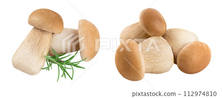 Fresh porcini cep mushroom isolated on white background with full depth of field 112974810