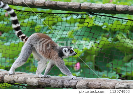 Ring-tailed lemur zoo behavioral exhibit endangered species Ring-tailed lemur zoo behavioral exhibit endangered species 112974903