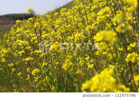 油菜花盛開，預示著春天的到來。整個河岸都漆成了黃色。一個快樂的時刻。 112975796
