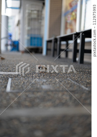 Sparrow singing on the asphalt 112975993