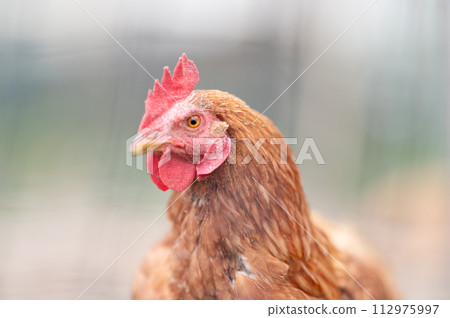 Chicken的個人資料 112975997