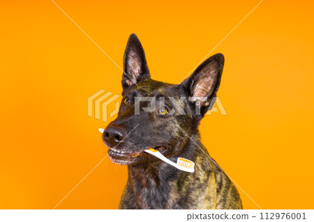 Dog holding a toothbrush in his teeth on a clean red yellow background 112976001