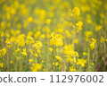 Canola flowers in full bloom　 112976002