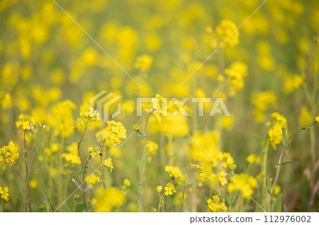 盛開的油菜花〉 112976002