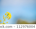 back view of rape blossoms 112976004