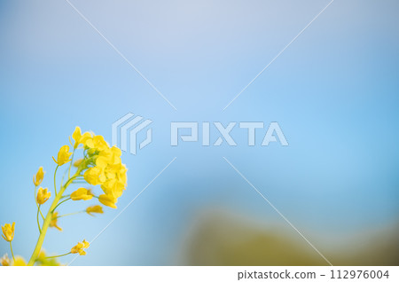 back view of rape blossoms 112976004