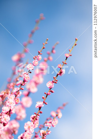 Branches of plum trees lined up 112976007