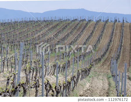 Plantation of rows of green vines stretching to the horizon in sunny spring weather Plantation of rows of green vines stretching to the horizon in sunny spring weather 112976172