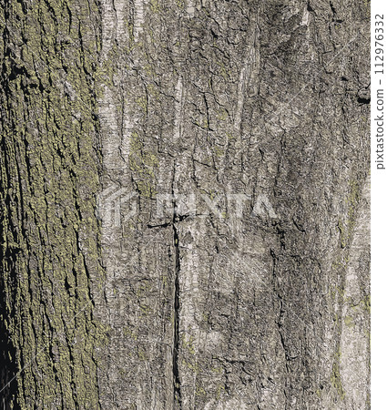 Vector illustration of Quercus coccinea bark background. Oak bark texture Vector illustration of Quercus coccinea bark background. Oak bark texture 112976332