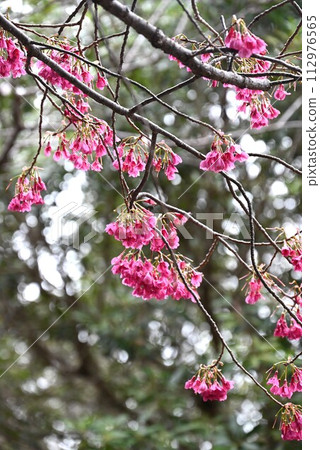 Kanhisakura (cherry blossoms) Kanhisakura (cherry blossoms) 112976565