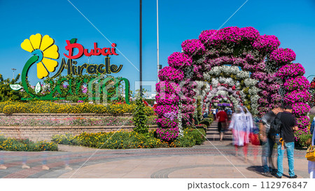 Dubai miracle garden timelapse with over 45 million flowers in a sunny day, United Arab Emirates 112976847
