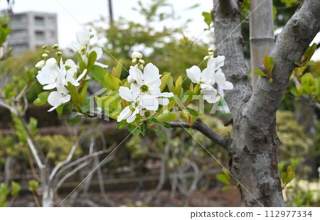 Exochorda racemosa (Rikyu plum) 112977334