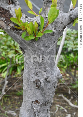 Exochorda racemosa (Rikyu plum) 112977335
