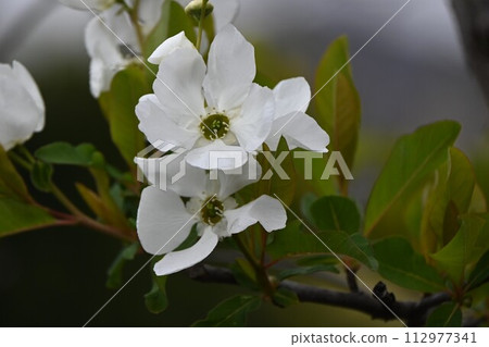 Exochorda racemosa（利休李子） 112977341