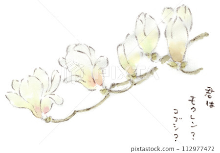 白玉蘭、早春植物白花的水彩插圖 白玉蘭、早春植物白花的水彩插圖 112977472