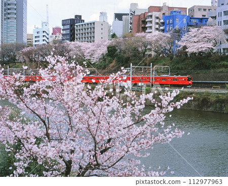 The orange Chuo Line runs next to the dugout cherry blossoms. 112977963