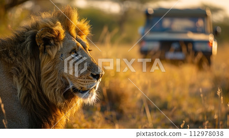 Majestic African lion at sunset, with a soft golden light illuminating its mane, observed by tourists on a safari adventure in the expansive savannah. 112978038