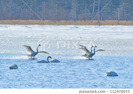 一隻天鵝降落在結冰的湖面上 112978055