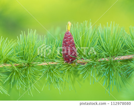 Larch tree fresh pink cones blossom at spring on nature background 112978080