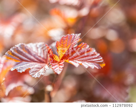 Branches of bushes with young dark red and orange leaves. Branches of bushes with young dark red and orange leaves. 112978092
