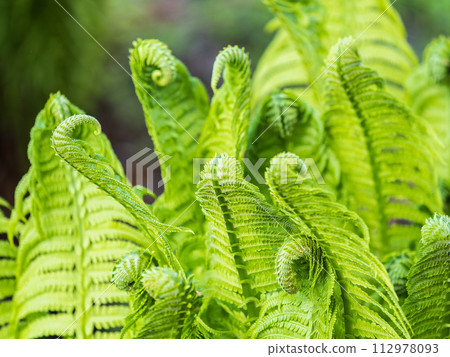 Natural green young ostrich fern or shuttlecock feron each other 112978093