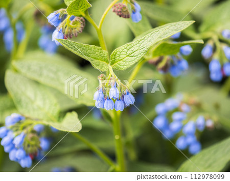 Beautiful blue flowers of Symphytum caucasicum, also known as Caucasian comfrey, blooming in spring park Beautiful blue flowers of Symphytum caucasicum, also known as Caucasian comfrey, blooming in spring park 112978099