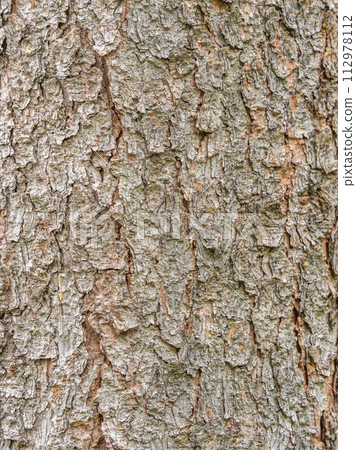 Bark texture and background of a old fir tree trunk. Detailed bark texture. Natural background 112978112