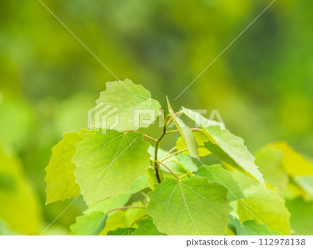 Branches with spring leaves common aspen, Populus tremula. Floral background with green spring leaves. Branches with spring leaves common aspen, Populus tremula. Floral background with green spring leaves. 112978138