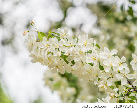 White blossoming apple trees in the sunset light. Spring season, spring colors. 112978141