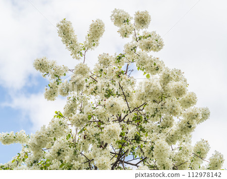 White blossoming apple trees in the sunset light. Spring season, spring colors. 112978142