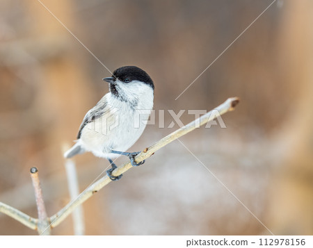 Cute bird the willow tit, song bird sitting on a branch without leaves in the winter. Cute bird the willow tit, song bird sitting on a branch without leaves in the winter. 112978156