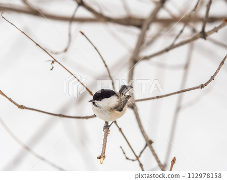 Cute bird the willow tit, song bird sitting on a branch without leaves in the winter. Cute bird the willow tit, song bird sitting on a branch without leaves in the winter. 112978158