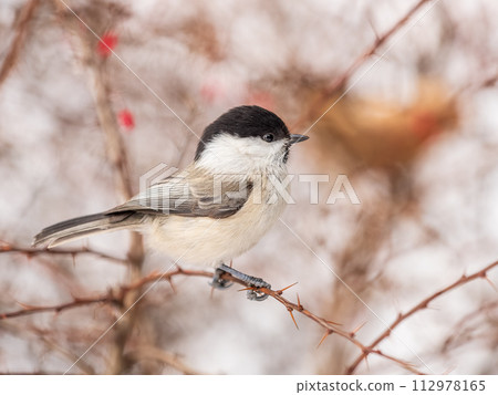 Cute bird the willow tit, song bird sitting on a branch without leaves in the winter. 112978165