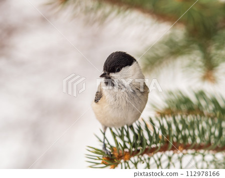 Cute bird the willow tit, song bird sitting on the fir branch Cute bird the willow tit, song bird sitting on the fir branch 112978166
