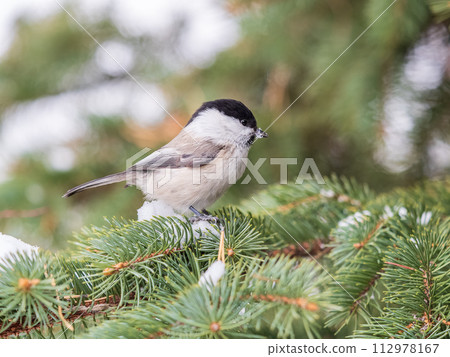 Cute bird the willow tit, song bird sitting on the fir branch Cute bird the willow tit, song bird sitting on the fir branch 112978167
