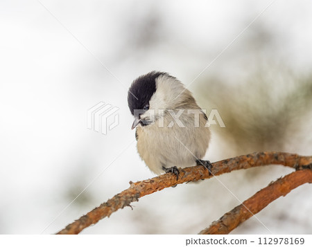 Cute bird the willow tit, song bird sitting on a branch without leaves in the winter. Cute bird the willow tit, song bird sitting on a branch without leaves in the winter. 112978169