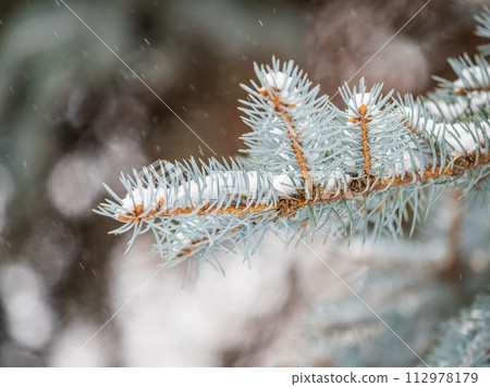 Green fir branches in winter covered with snow. Branches of fir tree as background. Frosty spruce branches. Outdoor with snowy winter nature. Forest landscape Green fir branches in winter covered with snow. Branches of fir tree as background. Frosty spruce branches. Outdoor with snowy winter nature. Forest landscape 112978179
