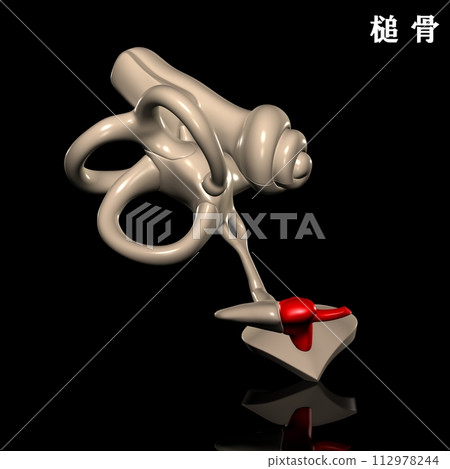 human body malleus human body malleus 112978244