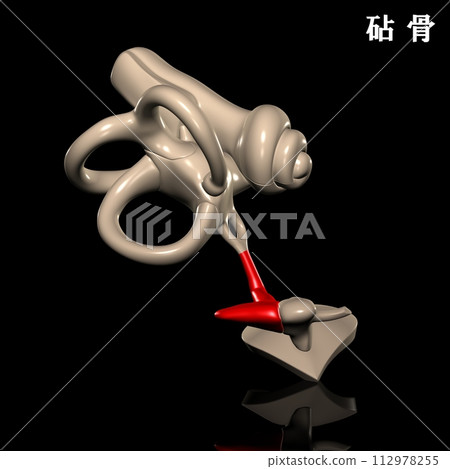 incus bone of human body 112978255