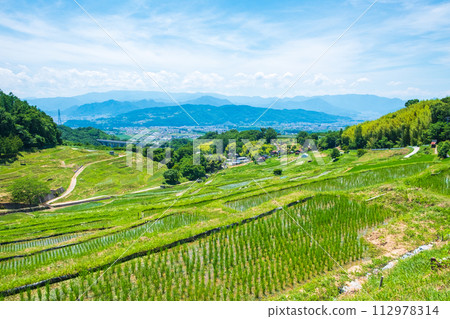 Inakura rice terraces (June) 112978314