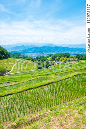 稻倉梯田（六月） 112978317