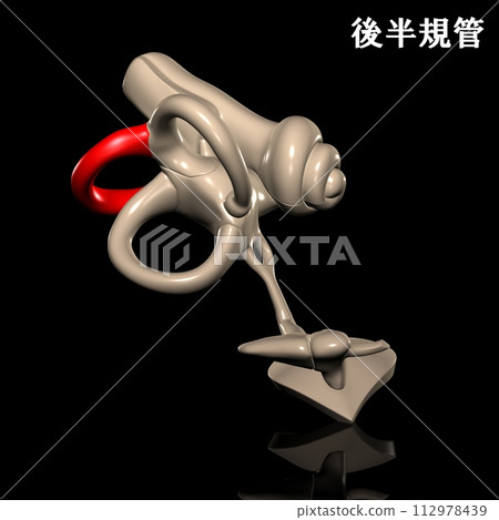 人體後半規管 112978439