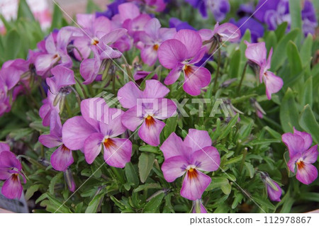 Viola with purple flowers Viola with purple flowers 112978867