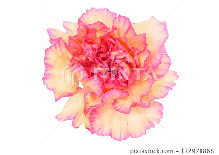 [Carnation] (depth synthesis) 112978868