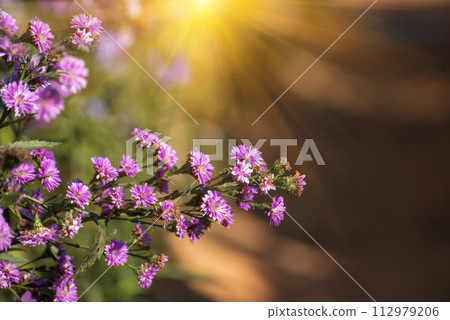 Purple Pastel margaret flower floral soft nature blossom blurred background. Pastel violet romance bloom spring season. Magenta petals blossom in beautiful garden. Close-up violet floral wildflower 112979206