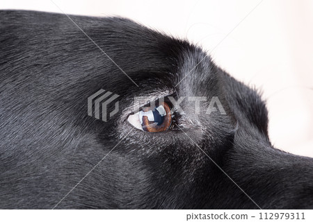 Eye of a black dog. The eye of a Labrador retriever dog. 112979311