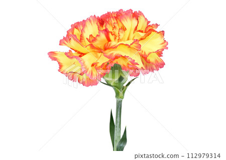 [Carnation] (depth synthesis) 112979314